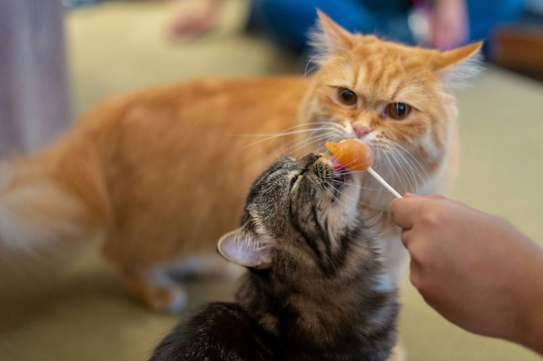 10 aliments toxiques pour les chats : dangers, symptômes et réflexes à connaître - Muzo