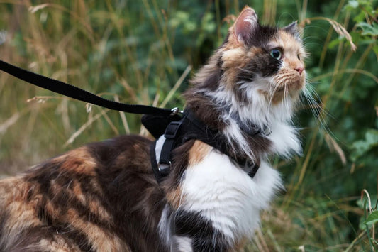 peut on promener un chat en laisse 