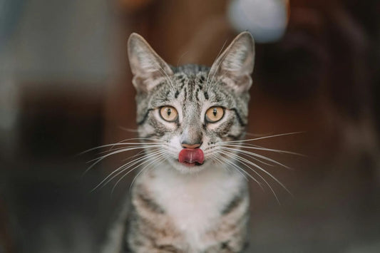 Peut on donner du thon au chat