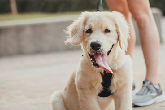 à quel âge mettre un harnais à un chiot