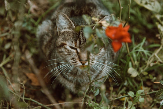 comment enlever les puces d'un chat naturellement