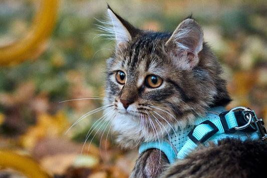 comment mettre un harnais pour chaton