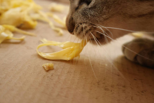 Peut on donner du fromage à un chat