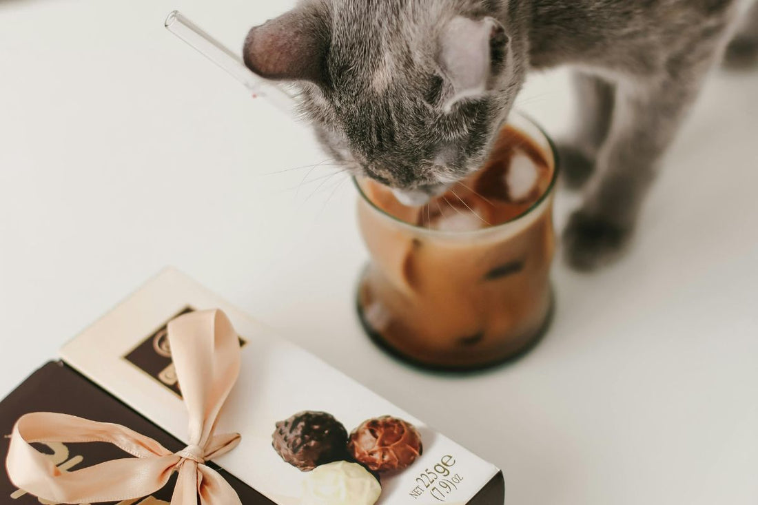 peut on donner du chocolat au chat