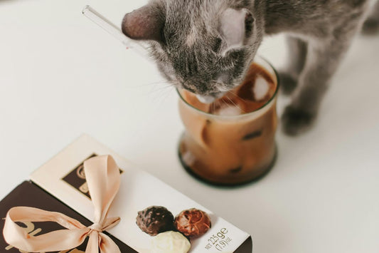 peut on donner du chocolat au chat