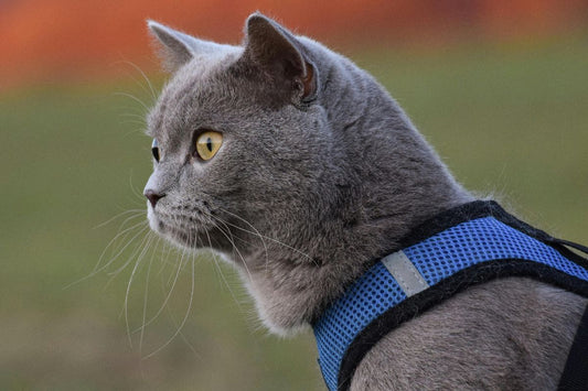 comment choisir un harnais pour chat