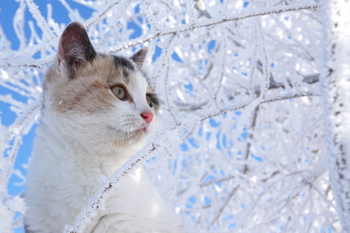 À partir de quelle température un chat a froid ? - Muzo