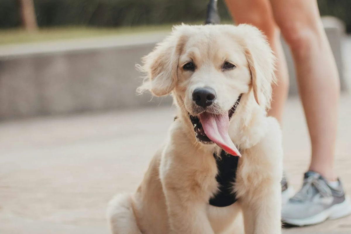 À quel âge mettre un harnais à un chiot ? - Muzo