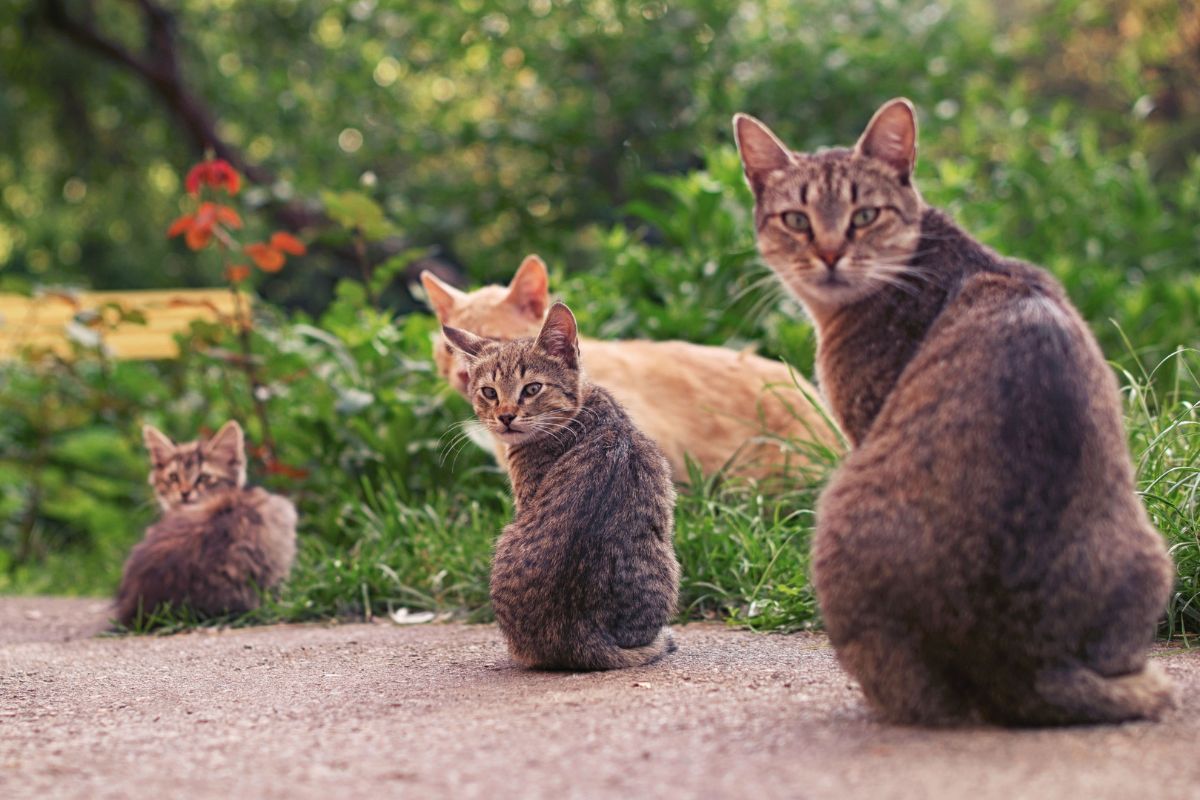 À quel âge stériliser un chat femelle ? - Muzo
