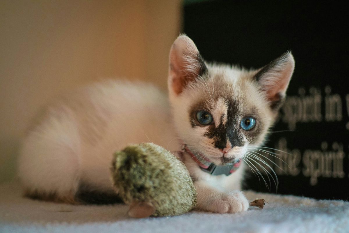 Acheter un chaton en animalerie : bonne ou mauvaise idée - Muzo