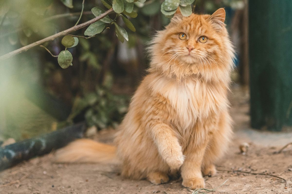 Angora chat prix : combien coûte vraiment ce félin élégant ? - Muzo