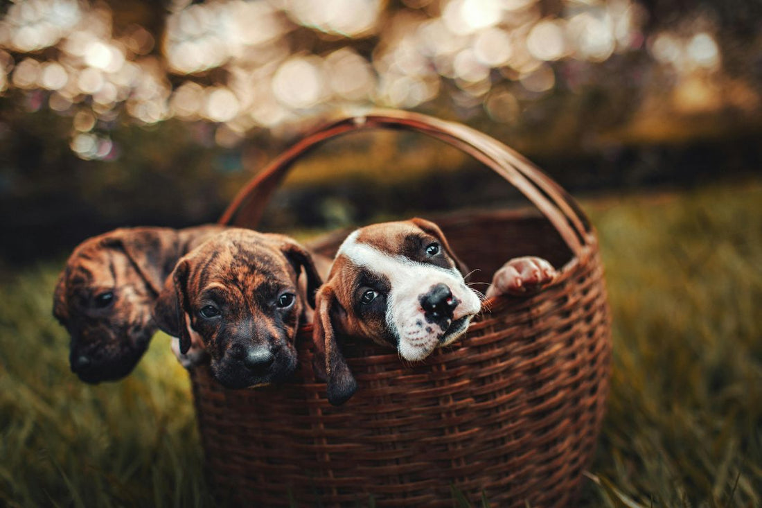 Année lettre chien : conseils et calendrier LOF pour votre compagnon - Muzo
