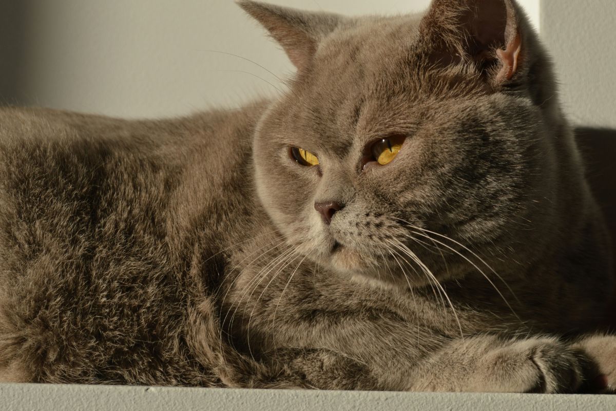 British shorthair prix : tout savoir avant l'adoption - Muzo
