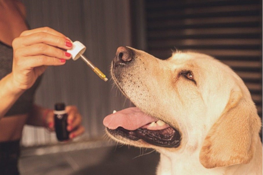 CBD pour chien : guide complet pour comprendre son utilisation - Muzo