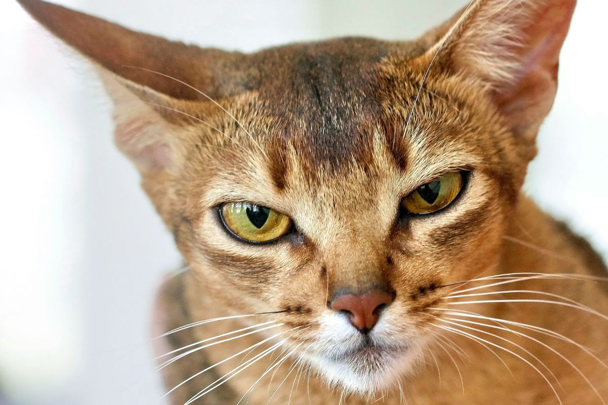 Chat abyssin prix : budget, entretien et conseils d’adoption - Muzo