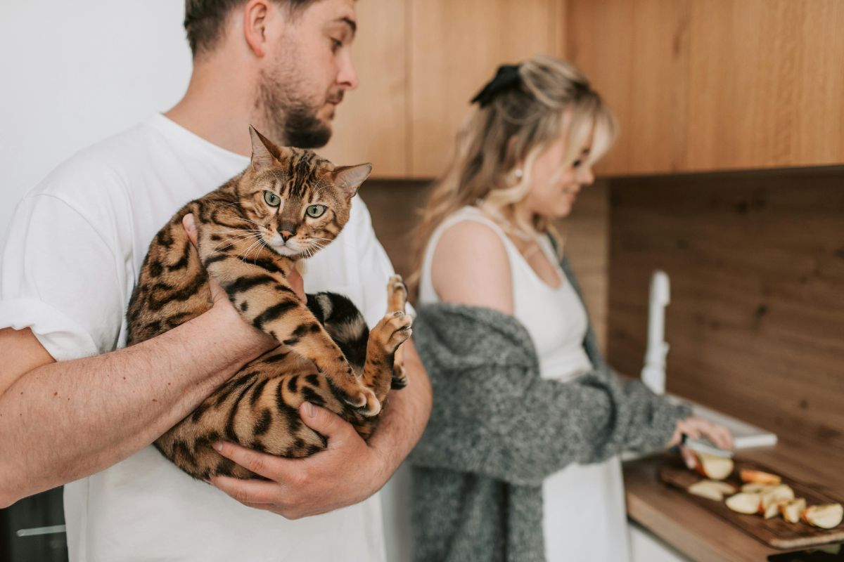 Chat bengal prix, caractère, santé et tout savoir sur cette race - Muzo