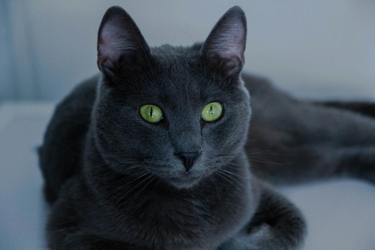 Chat bleu russe prix : tout savoir avant d’adopter - Muzo