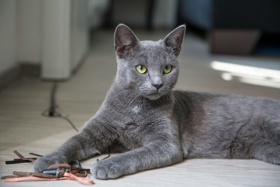 Chat Chartreux : caractère, prix et conseils pour bien le comprendre - Muzo