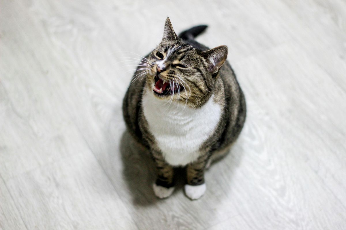 Chat constipé : comprendre, soulager et éviter la constipation - Muzo