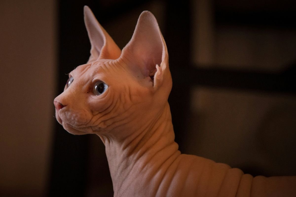 Chat hypoallergénique prix : races, coûts et conseils - Muzo