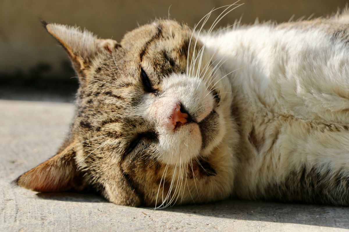 Chat mourant symptômes : signes et accompagnement - Muzo