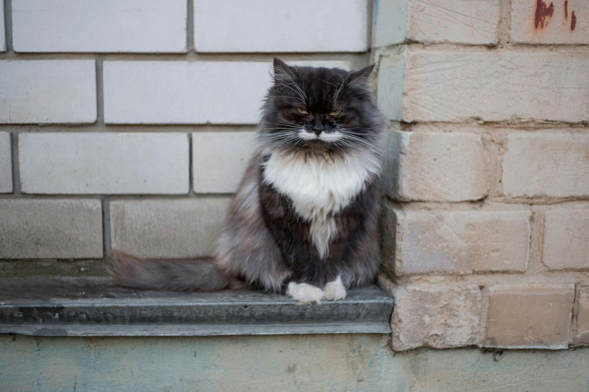 Chat persan prix, caractère, santé, et tout sur cette race - Muzo
