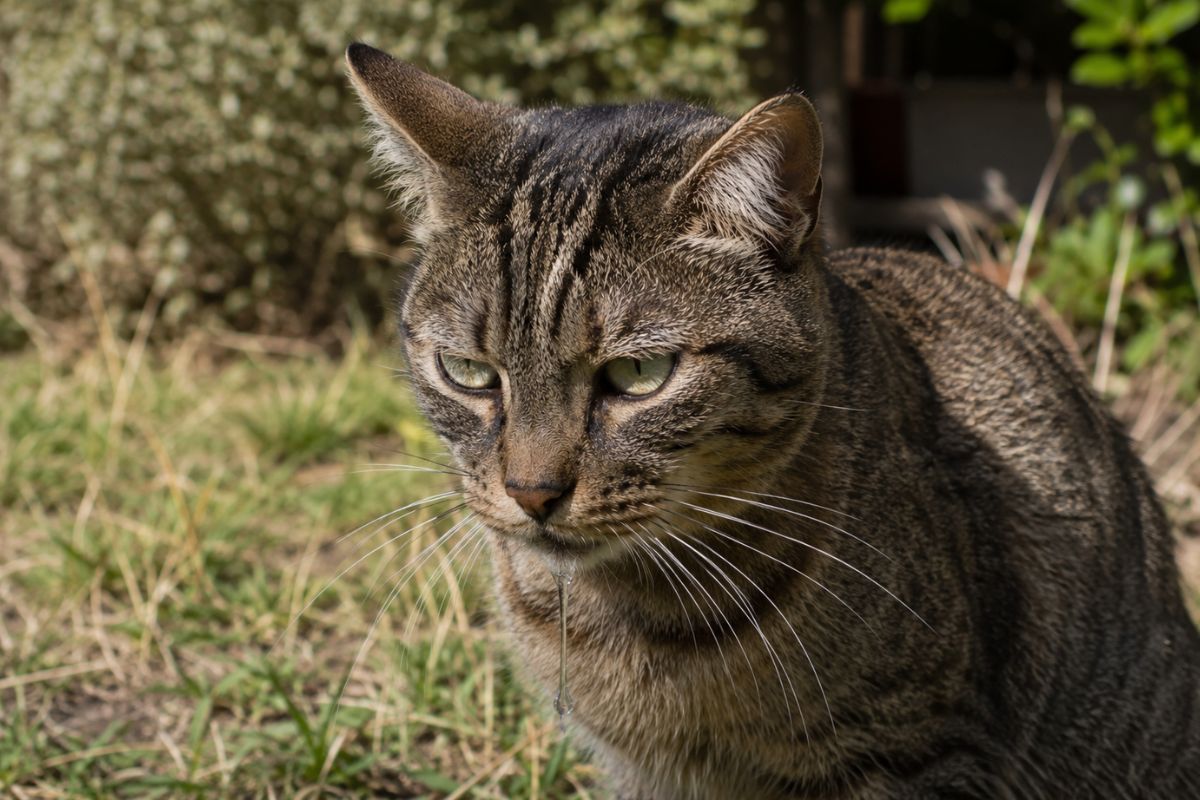 Chat qui bave : causes, signes à surveiller et solutions - Muzo