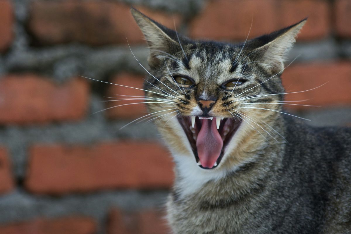 Chat qui crache : pourquoi votre chat adopte-t-il ce comportement ? - Muzo