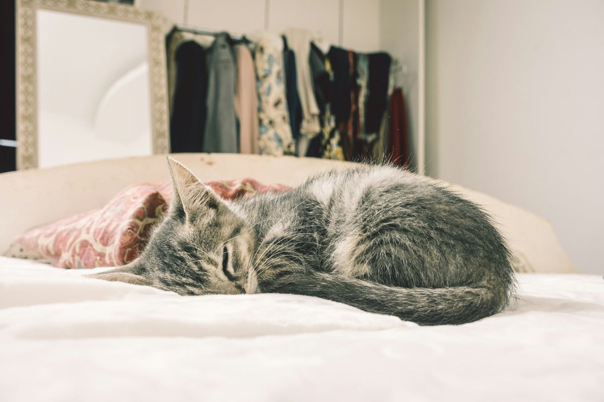 Chat qui dort sur le lit signification : comprendre ce comportement - Muzo