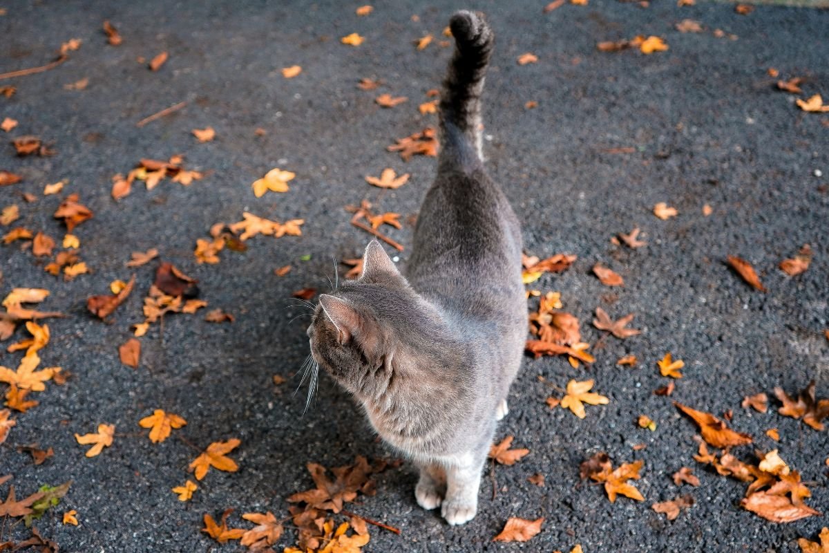 Chat qui remue la queue : comprendre ce que votre chat essaie de dire - Muzo