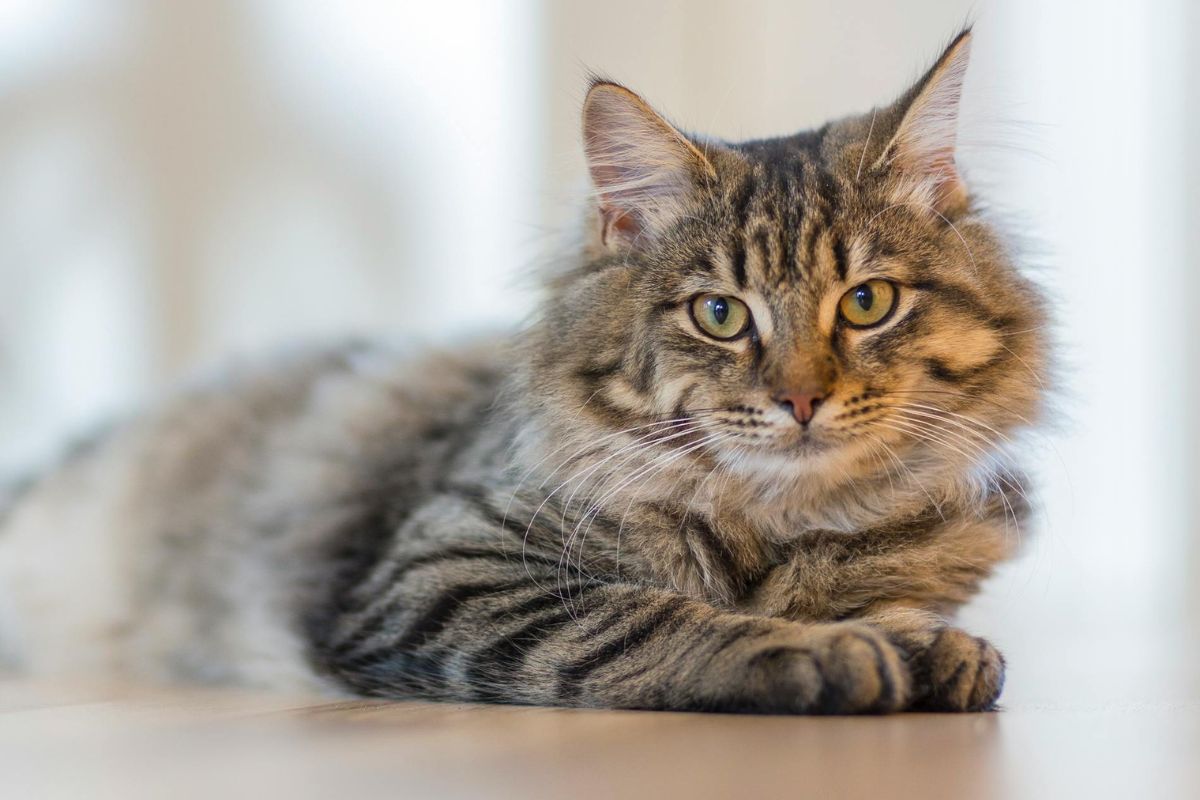 Chat sibérien prix : caractère, origines et conditions d'adoption - Muzo