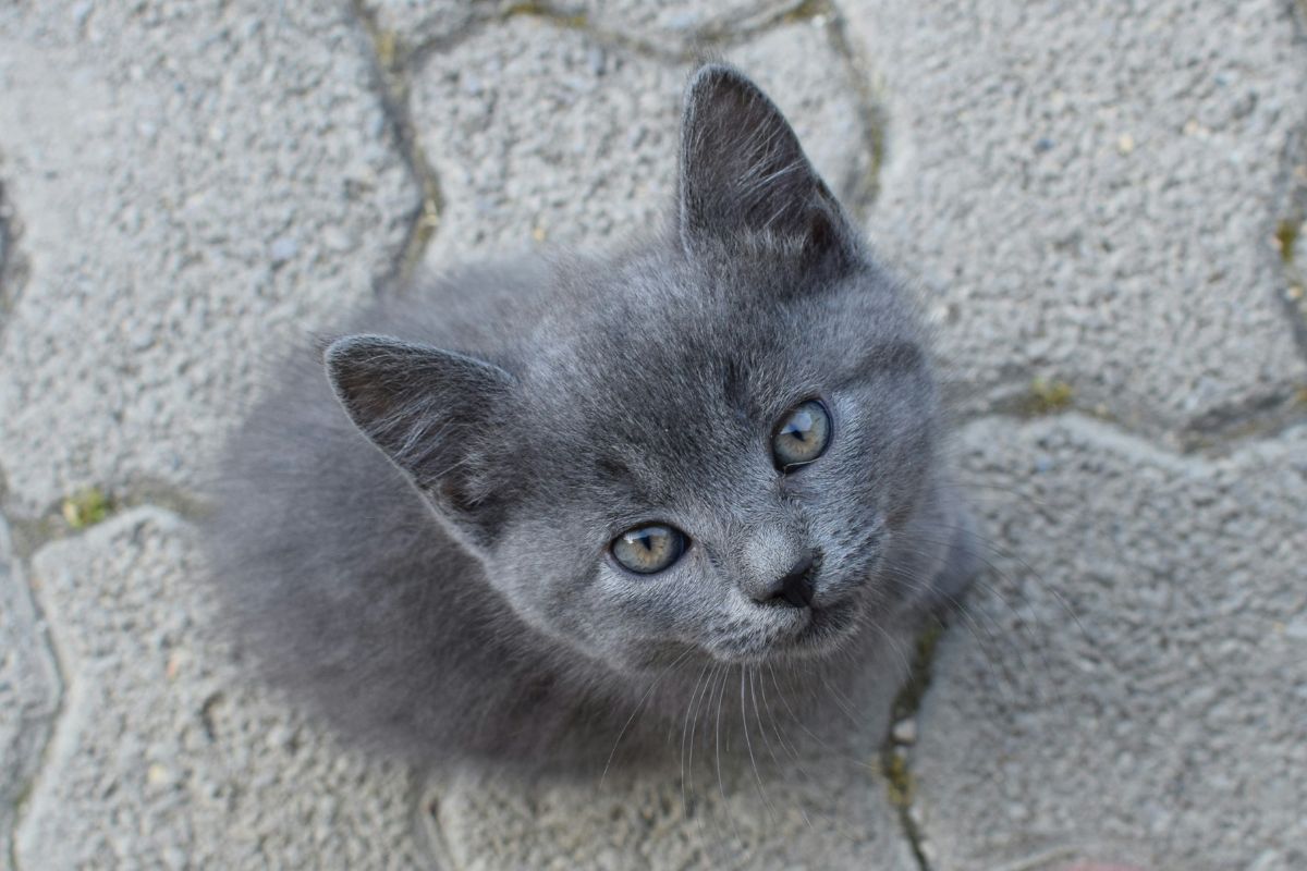 Chaton bleu russe prix : coût réel et conseils achat - Muzo