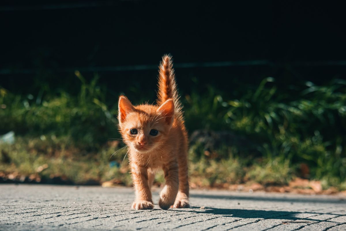Chaton qui boite patte avant : causes et solutions fiables - Muzo