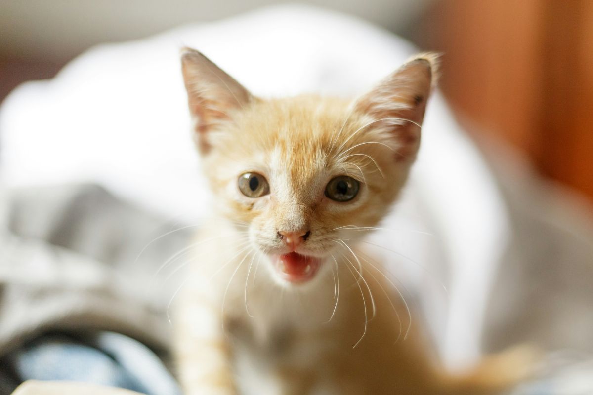 Chaton qui feule : pourquoi il réagit ainsi et comment l’apaiser - Muzo