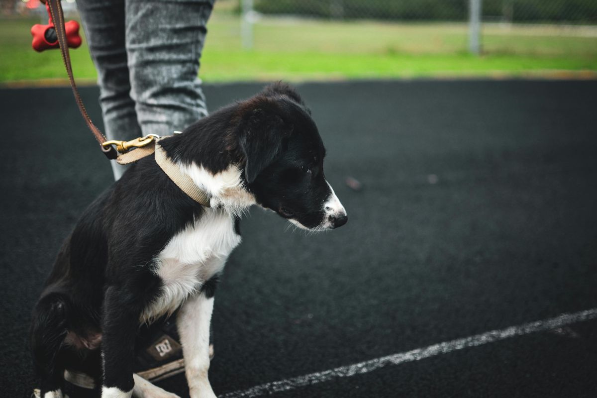 Chien qui tire ? Comment calmer son chien en promenade - Muzo