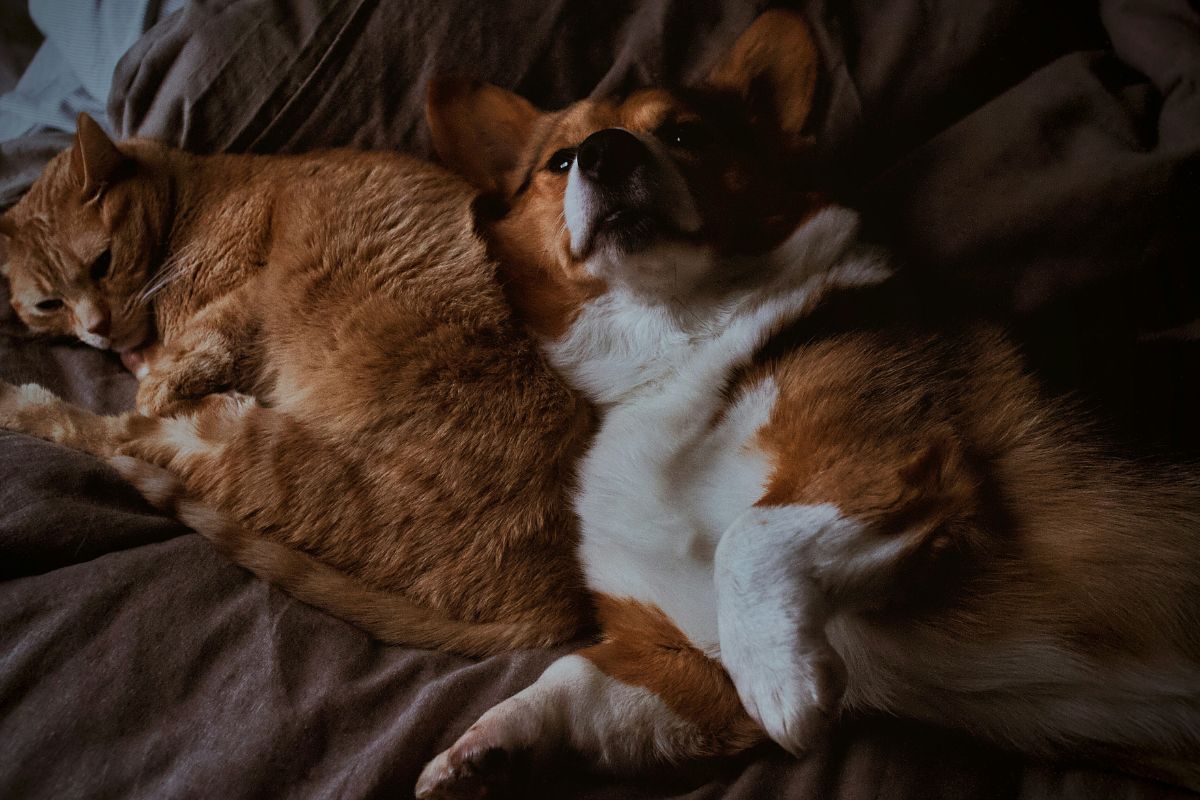 Cohabitation chien chat combien de temps : délais et méthodes - Muzo