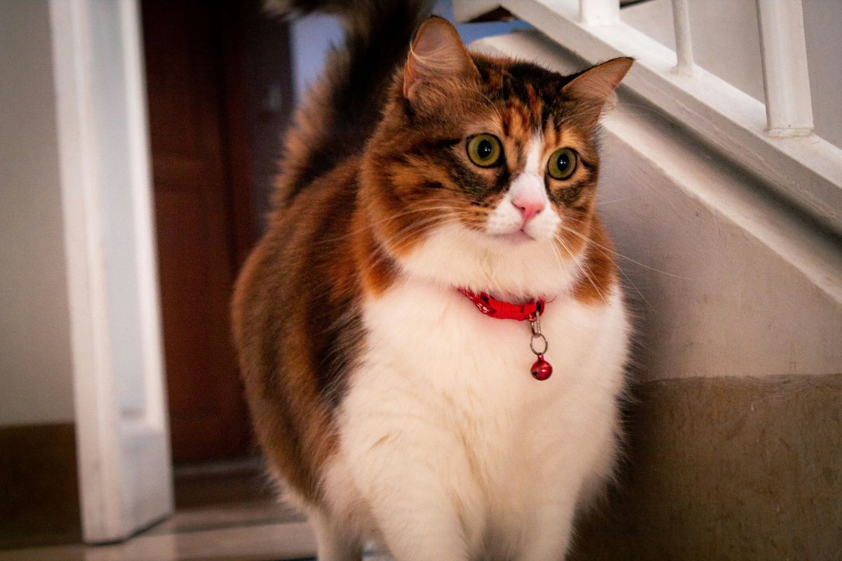 Collier pour chat : comment choisir le meilleur pour votre compagnon - Muzo