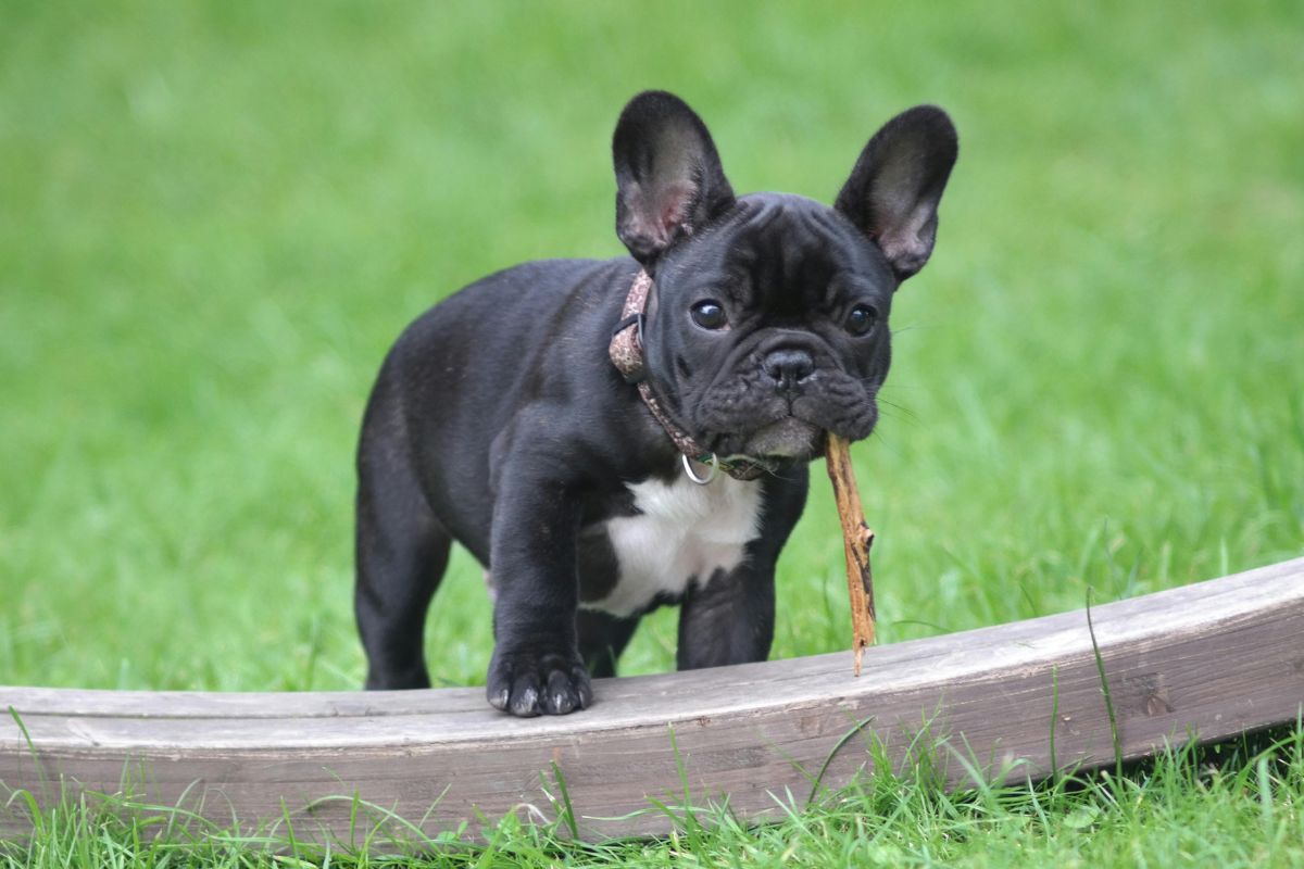 Combien coûte un bouledogue français en 2026 ? - Muzo