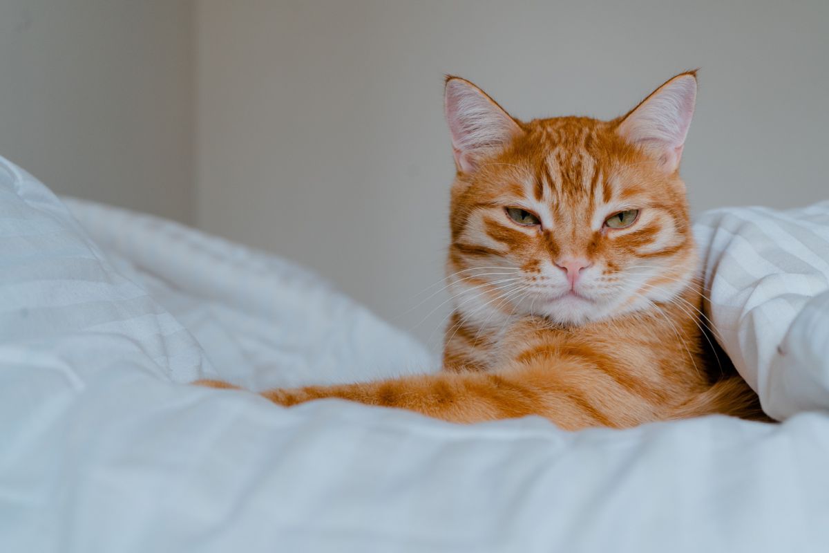 Combien coûte un chat par mois en 2026 ? - Muzo