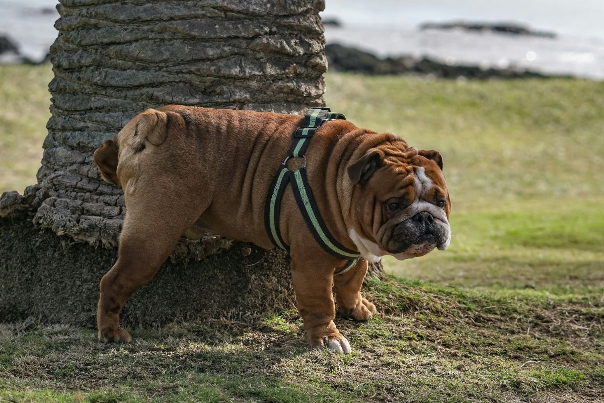 Combien de fois un chien fait pipi par jour ? - Muzo
