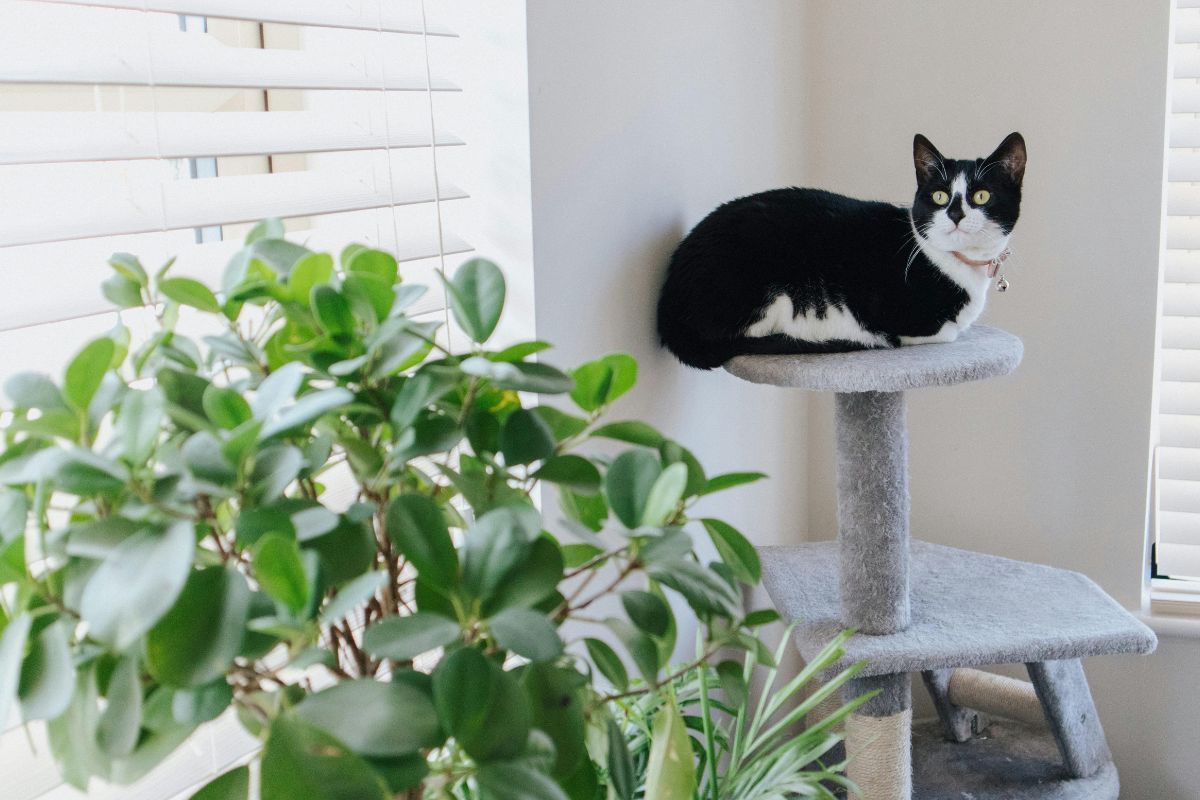 Combien de m² pour un chat en appartement : surfaces et aménagements - Muzo