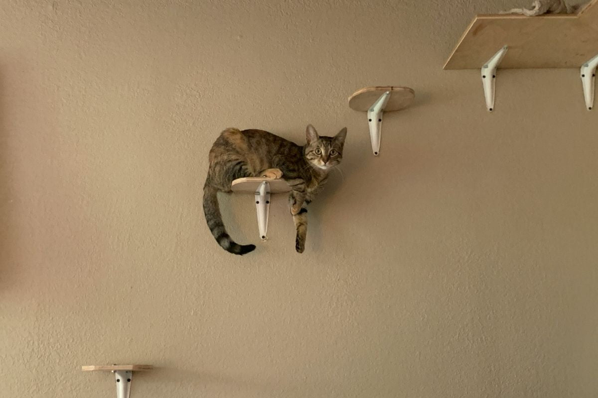Combien de temps un chat peut rester sans uriner ? Guide - Muzo