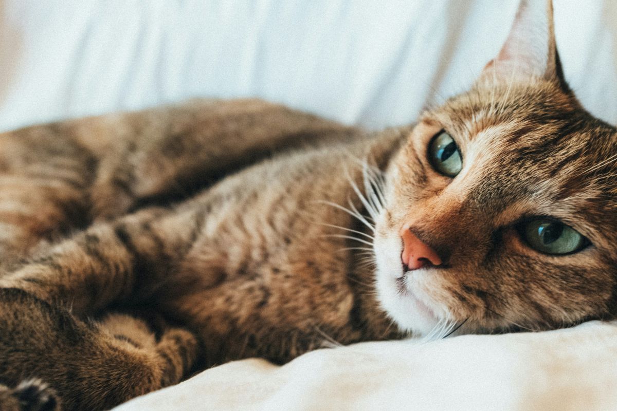 Combien de temps un chat se remet d'une stérilisation ? Délais, soins et récupération - Muzo