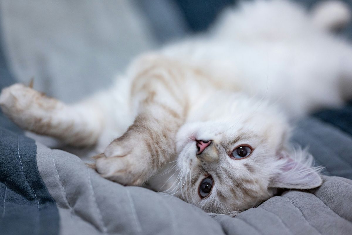 Combien de temps vit un chat : durée de vie et conseils - Muzo