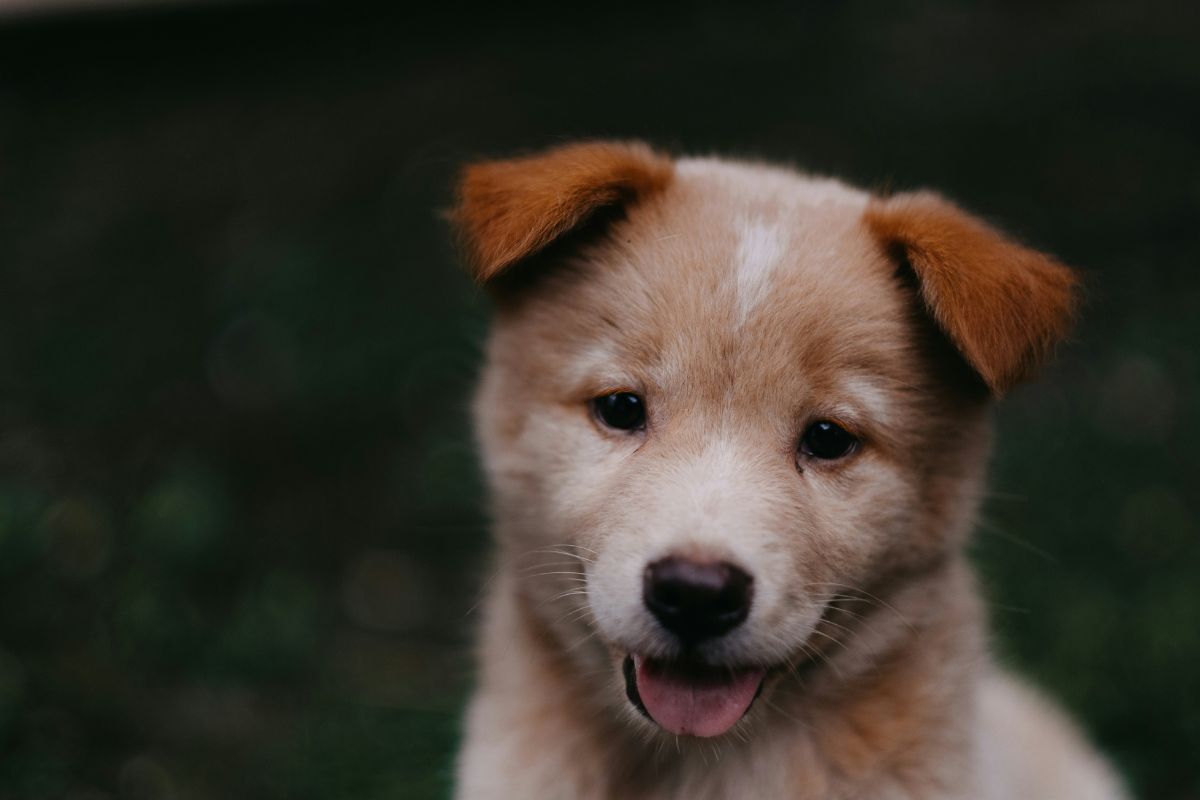 Comment accueillir un chiot : conseils, préparation et première journée - Muzo