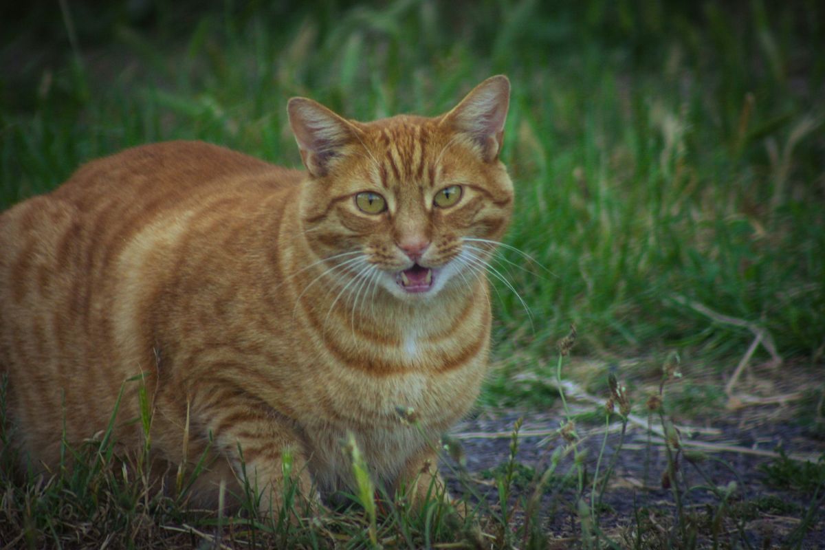 Comment apprivoiser un chat : méthodes douces pour gagner sa confiance - Muzo