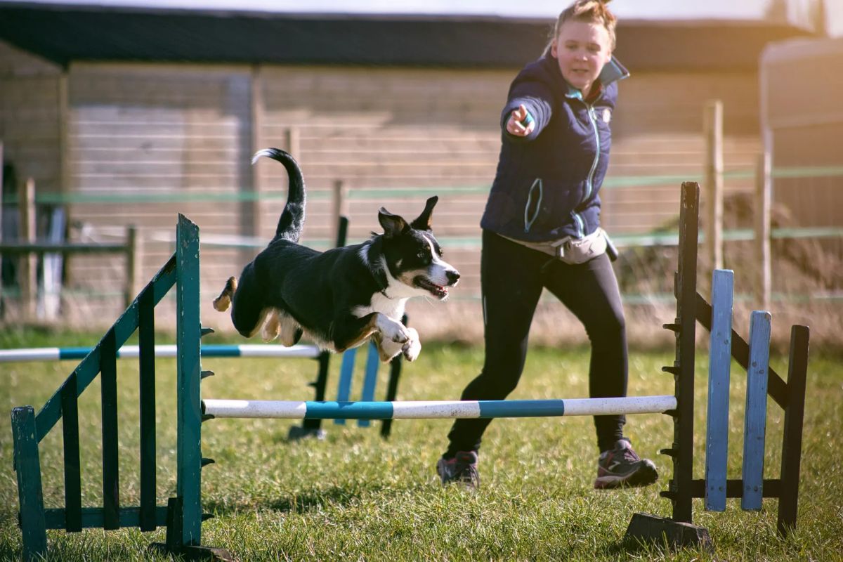 Comment bien dresser son chien ? - Muzo
