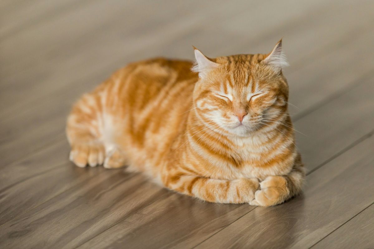 Comment calculer l'âge d'un chat : méthode fiable et repères - Muzo