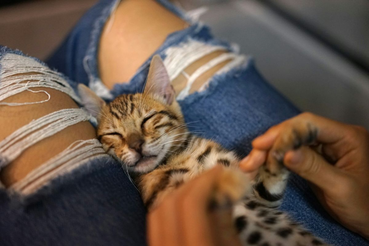 Comment calmer un chat : comprendre, apaiser et rassurer efficacement - Muzo