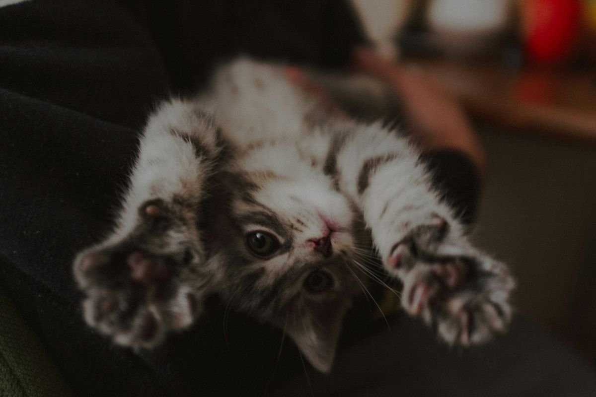 Comment couper les griffes d'un chat : méthode simple et sans stress - Muzo